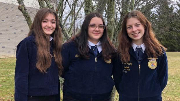 horse judging
