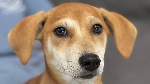 Puppy Bowl Flea Flicker