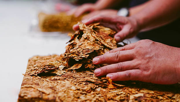 tobacco
