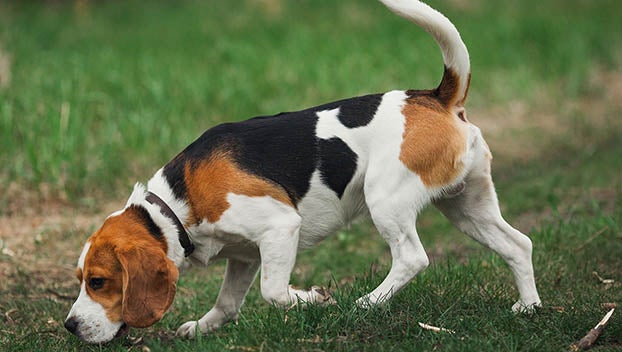 hunting with hounds