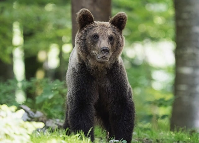 Charlotte County residents advised, don’t feed or pet the bears