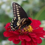 Boydton Pollinator Program